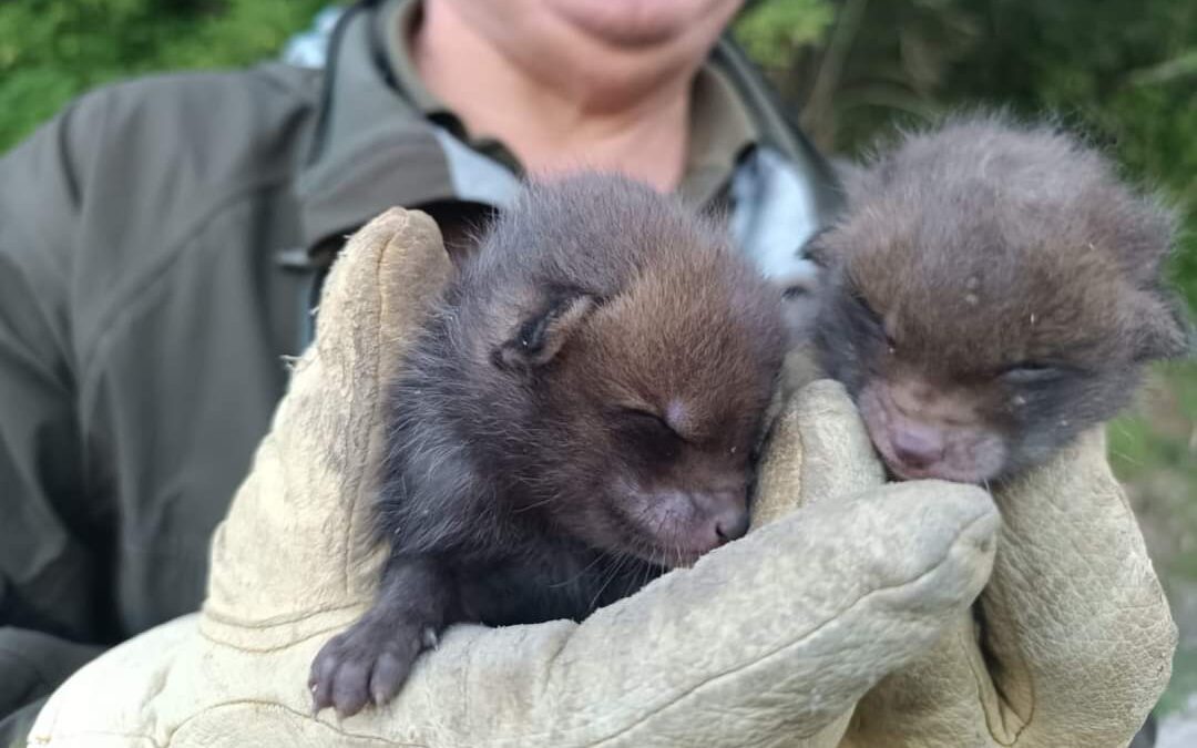 Salvati due cuccioli di volpe sul Monte Artemisio