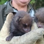 Salvati due cuccioli di volpe sul Monte Artemisio