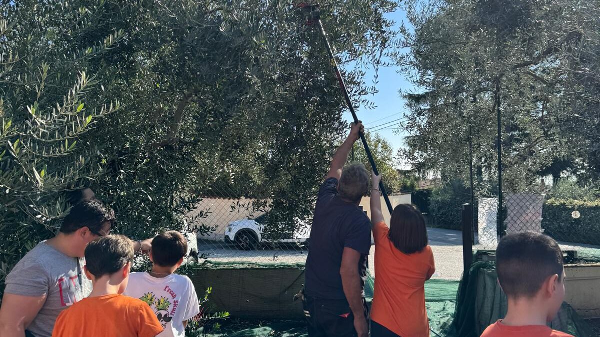 Anche quest'anno, si è svolta la tradizionale raccolta delle olive nel plesso Zarfati-Carciano di Velletri.