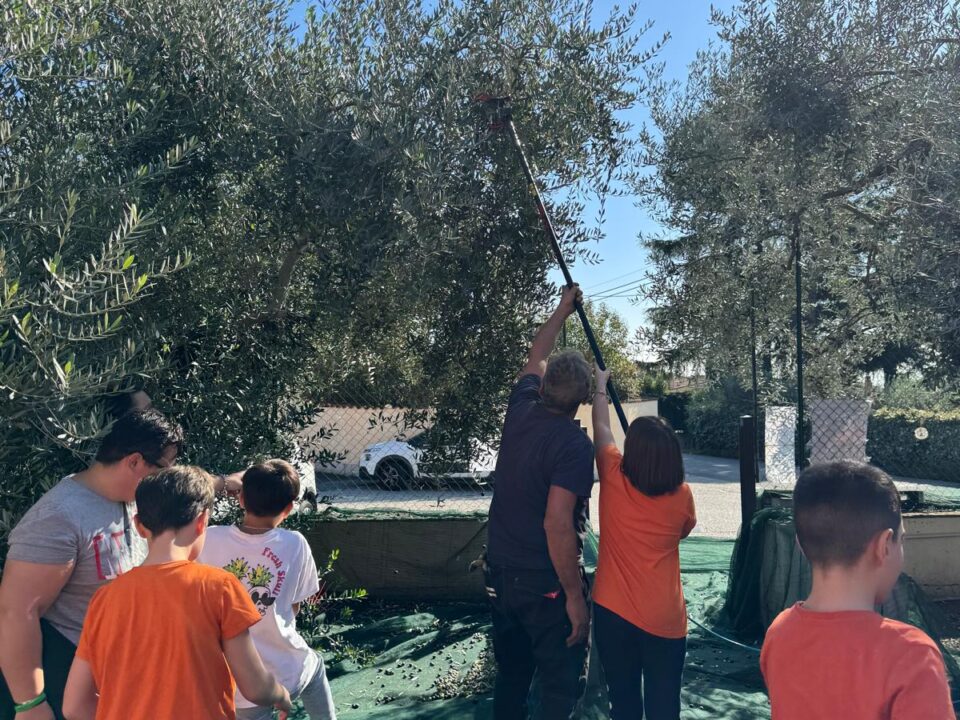 Anche quest'anno, si è svolta la tradizionale raccolta delle olive nel plesso Zarfati-Carciano di Velletri.