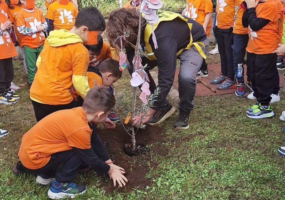 Piantato un nuovo albero d'ulivo alla scuola Zarfati-Carciano